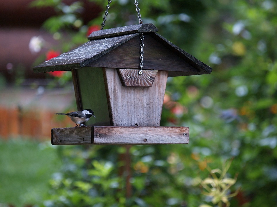 mangeoire pour oiseau